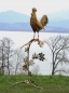 Preview: Cock on branch